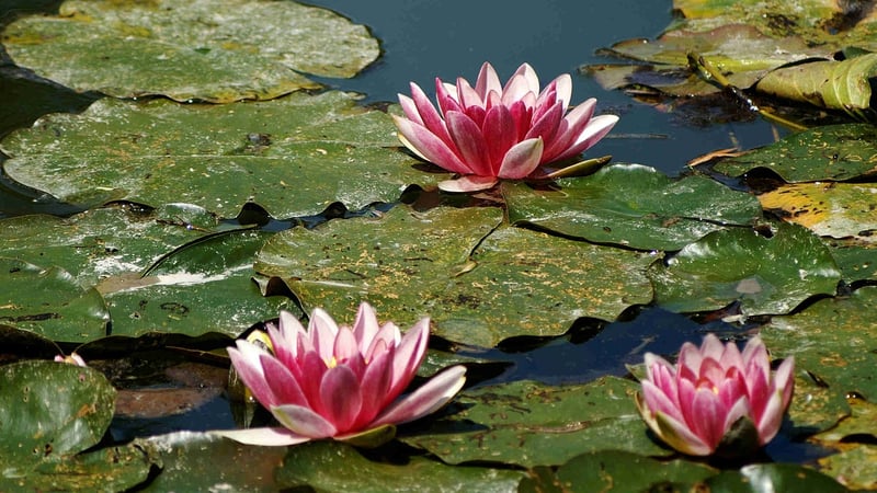 Monet's Garden, France