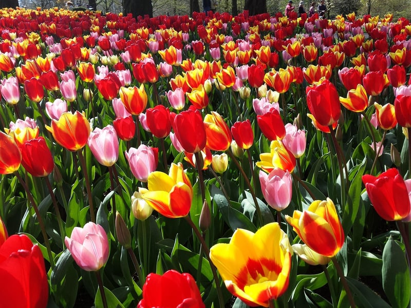 Keukenhof Gardens, Netherlands