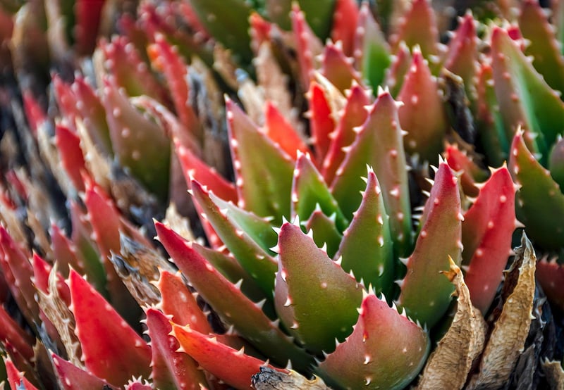 Succulent Plants